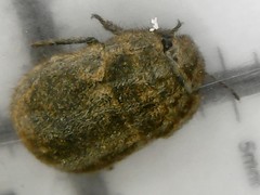 Irochrotus maculiventris