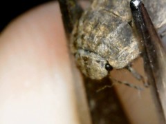 Irochrotus maculiventris