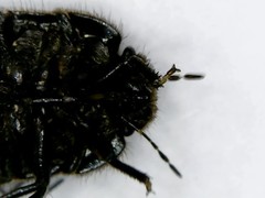 Irochrotus maculiventris