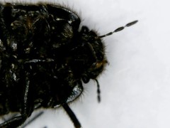 Irochrotus maculiventris