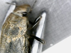 Irochrotus maculiventris