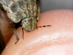 Irochrotus maculiventris