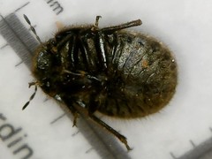 Irochrotus maculiventris