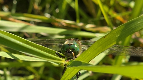 Brilliant Emerald