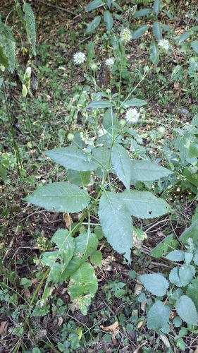small teasel