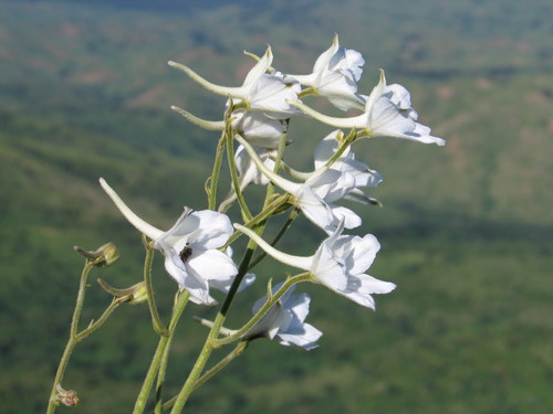Delphinium leroyi