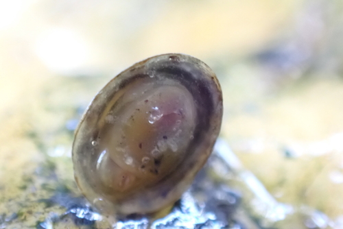 American lake limpet, Cdad. Universitaria, Moncloa - Aravaca, Madrid, España, photo 7 of 10