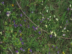 Viola etrusca