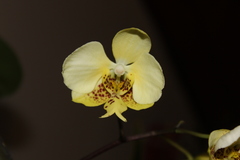 Phalaenopsis stuartiana