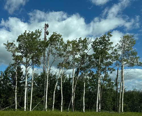 quaking aspen