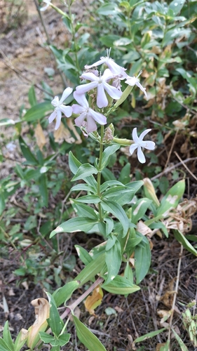 common soapwort