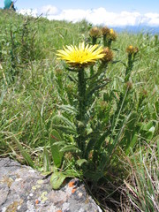 Berkheya echinacea