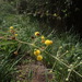 Acacia nilotica