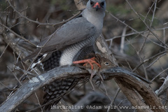 Elephantulus brachyrhynchus