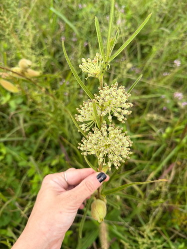 Asclepias hirtella