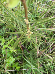 Asclepias hirtella, photograph (c) tmax, some rights reserved (CC BY)