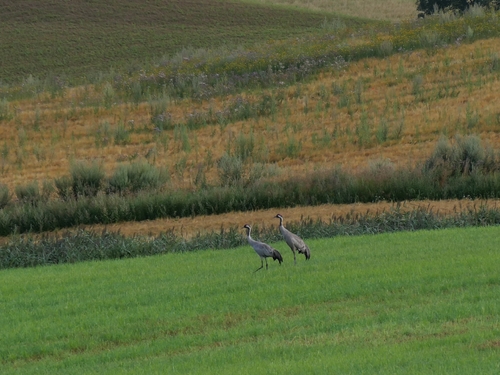 Common Crane