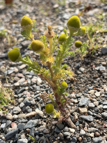 pineapple-weed