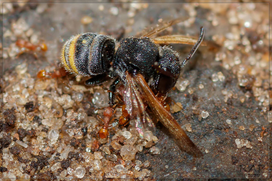 Yellow banded Pitted-Resin bee