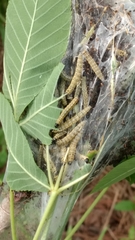 Archips rileyana