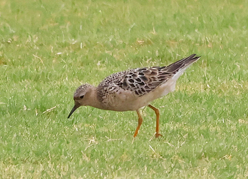 Buff-breasted Sandpiper