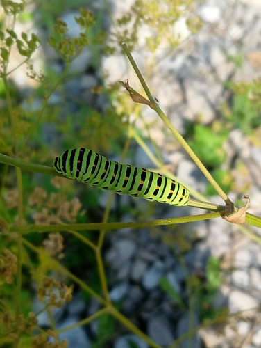 Old World Swallowtail
