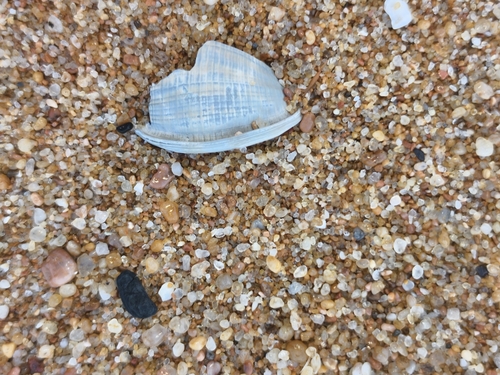 Phalium flammiferum observed 2026-08-11