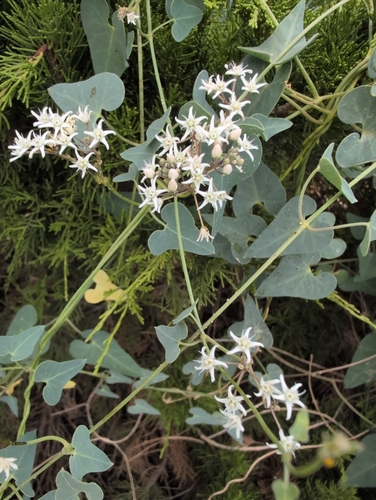Stranglewort