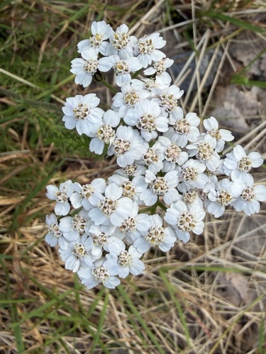 common yarrow