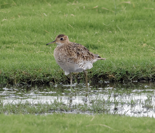 Upland Sandpiper
