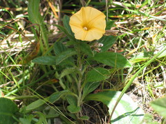 Ipomoea linosepala alpina