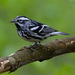 Black-and-white Warbler - Photo (c) Holly Merker, some rights reserved (CC BY-NC), uploaded by Holly Merker