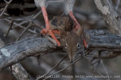 Elephantulus brachyrhynchus