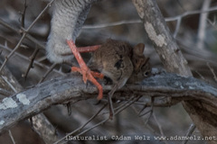 Elephantulus brachyrhynchus