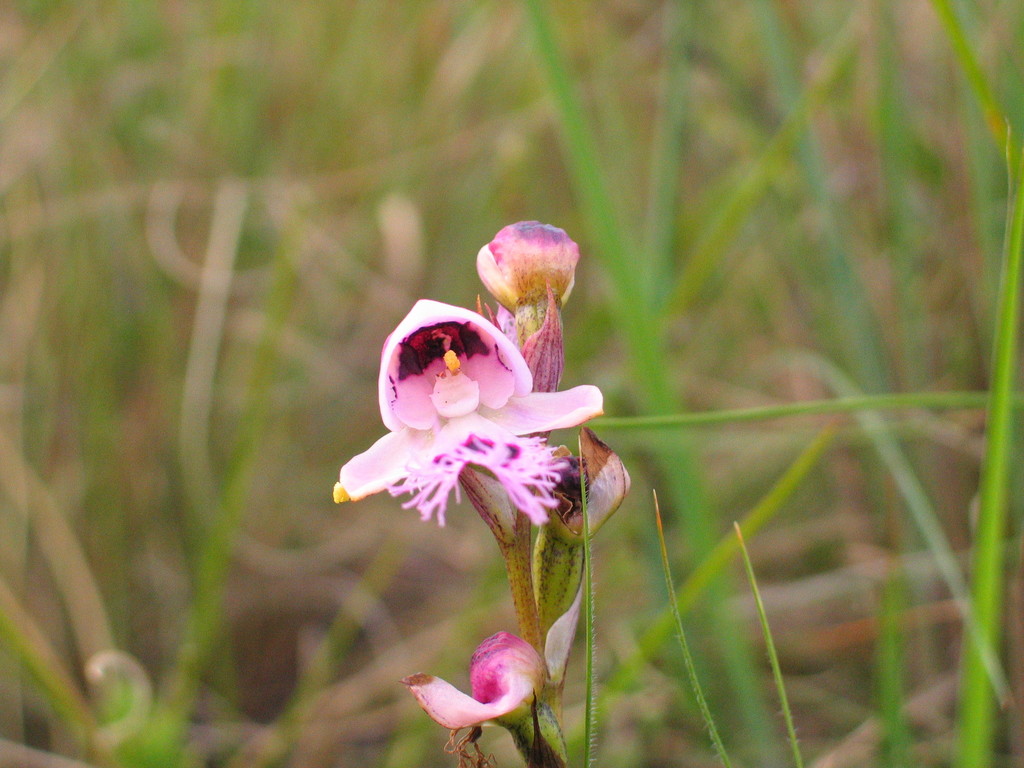 Disa walteri