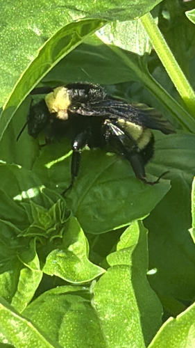 American Bumble Bee