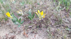 Anthyllis lotoides