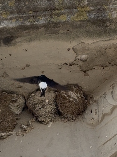 Western House Martin