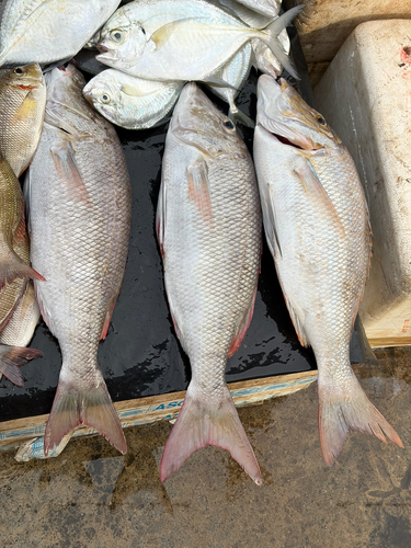 Lethrinus microdon observed 2026-08-11