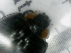 Parexochomus nigromaculatus