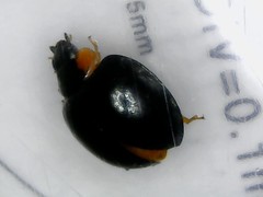 Parexochomus nigromaculatus