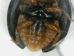 Parexochomus nigromaculatus