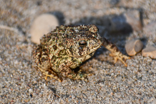 Canadian Toad