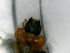 Parexochomus nigromaculatus