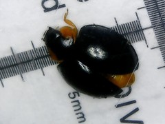 Parexochomus nigromaculatus