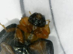 Parexochomus nigromaculatus