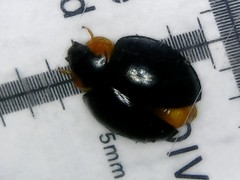 Parexochomus nigromaculatus