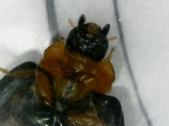 Parexochomus nigromaculatus