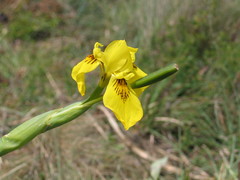 Moraea tanzanica