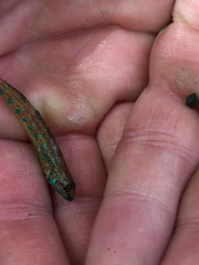 Etheostoma stigmaeum